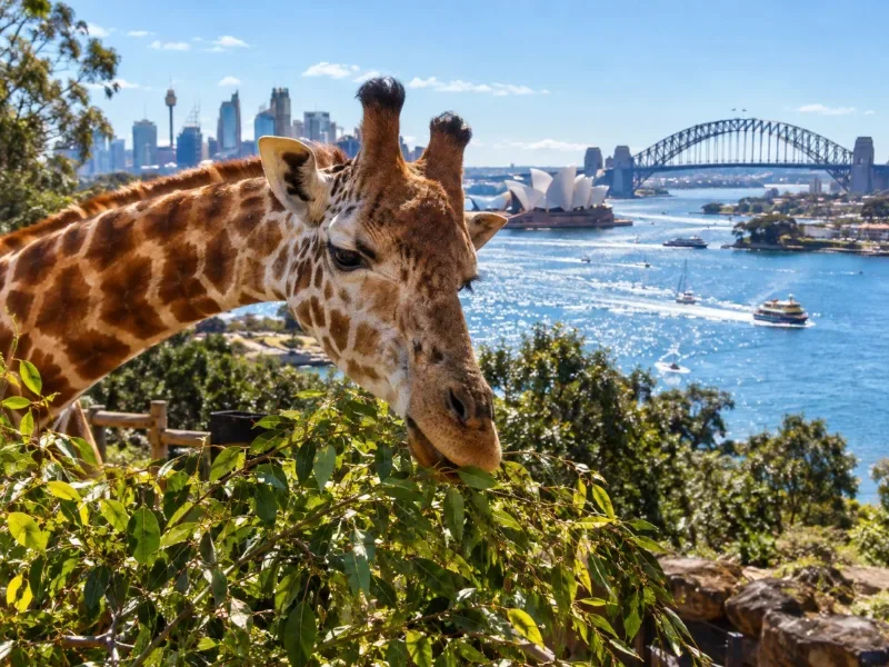Taronga Zoo Eintrittskarte
