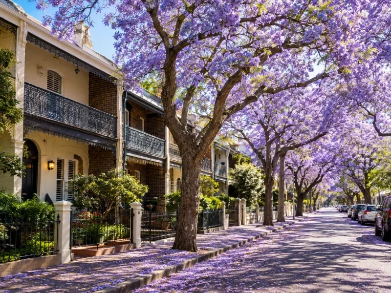 Lila Sydney: Jacarandas, Taronga Zoo & Stadt